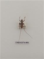 藏品(五星白天牛)的圖片